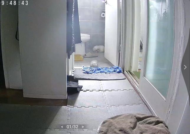 비오는 날 강아지가 무서워서 계속 화장실만 갑니다.의 1번 째 이미지