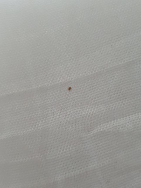 이불에서 나온건데 이거 진드기인가요?의 0번 째 이미지