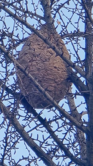 나무에 커다랗게 매달린 이거 벌집인가요?의 1번 째 이미지