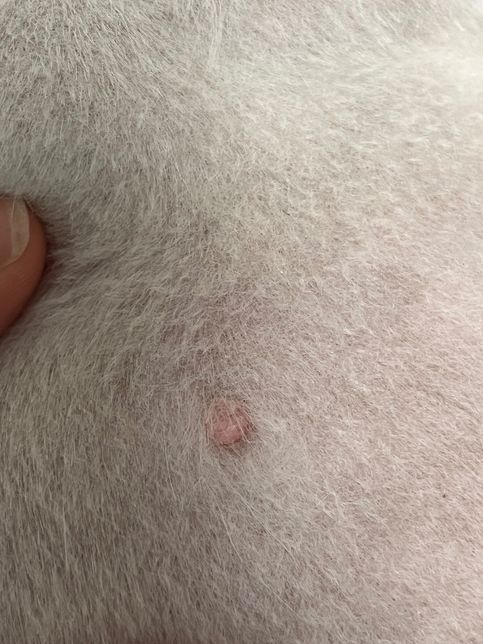 강아지 피부에 이게 뭔가요??ㅠㅠㅠ의 1번 째 이미지