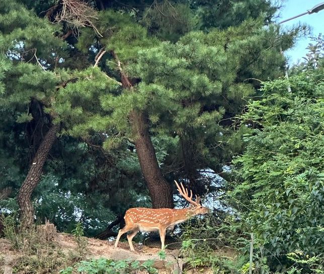 우리나라 야생에 꽃사슴이 방류되더라도 유해조수로 지정해서 죽이는 대신 호랑이와 늑대, 반달곰을 복원할 때 사냥감으로 활용해도 될까요?의 0번 째 이미지