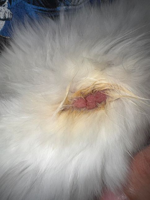 고양이 피부에 이상이 있습니다...의 3번 째 이미지