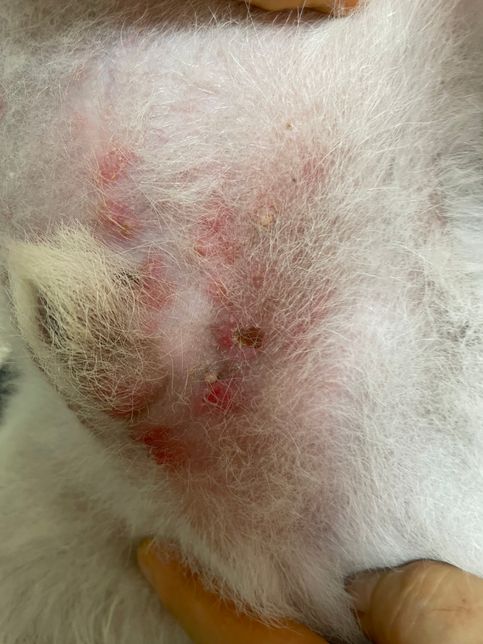 강아지 생식기 주변에 물집이 엄청 생겼어요의 0번 째 이미지