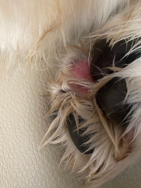 강아지 피부에 빨간 두드러기 같은 게 났는데의 0번 째 이미지