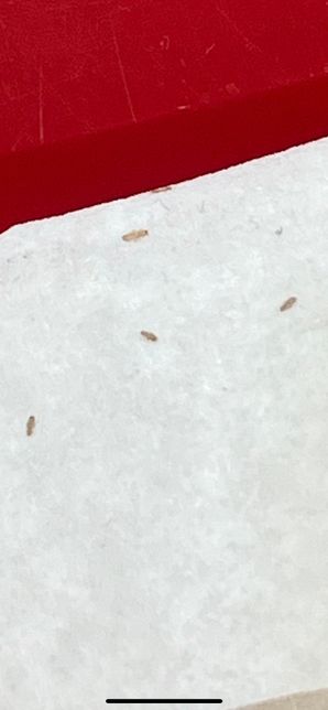 깨보다 훨씬 작은 이 벌레 정체가 뭔가요의 1번 째 이미지