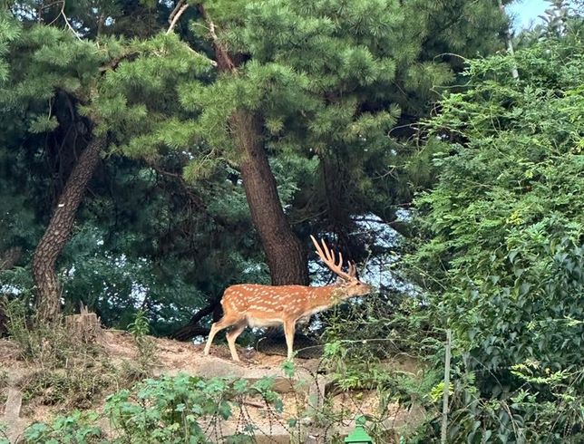 정말 초식동물도 육식동물처럼 사람을 더 많이 죽였던 역사가 있었나요?의 3번 째 이미지