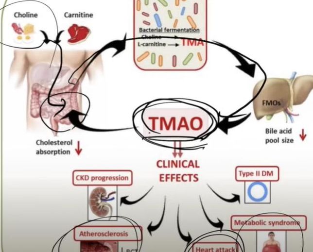 레시틴이 부작용이 있나요? 그리고 누군 심장병에 좋다 누군 안좋다하는데 대체 누구말이 맞는건지의 0번 째 이미지
