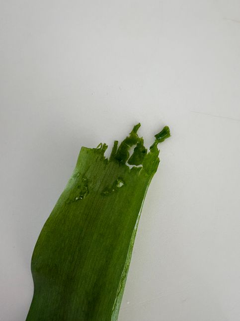 강아지가 튤립 잎을 먹었어요ㅠㅠㅠㅠㅠ의 0번 째 이미지