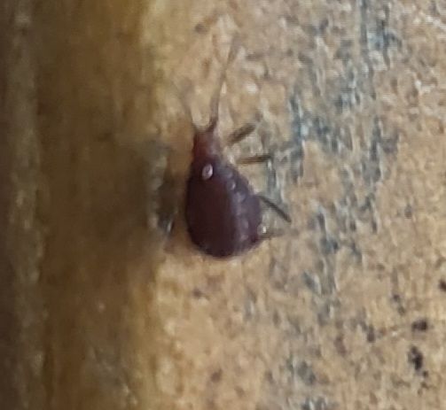 사진속의 벌레가 진드기가 맞는가요?의 0번 째 이미지