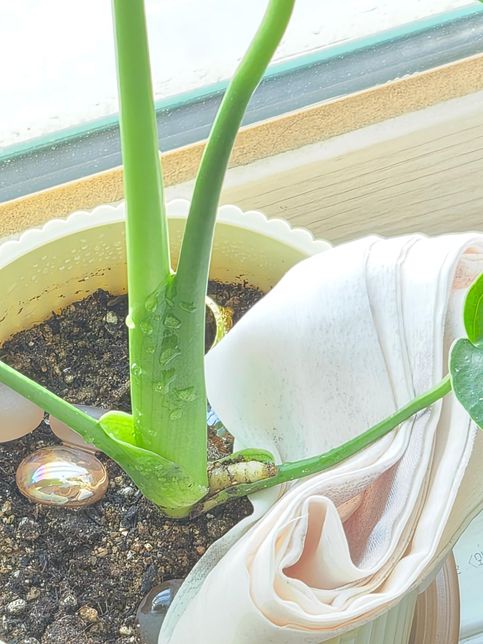 몬스테라 식물 뿌리 질문 ( 사진 있어요 )의 0번 째 이미지