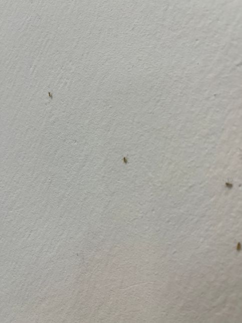 이 벌레 이름이 무엇이고 왜 생겨나나요?의 0번 째 이미지