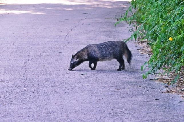 너구리와 삵은 천적관계인가요? 라이벌인가요?의 0번 째 이미지