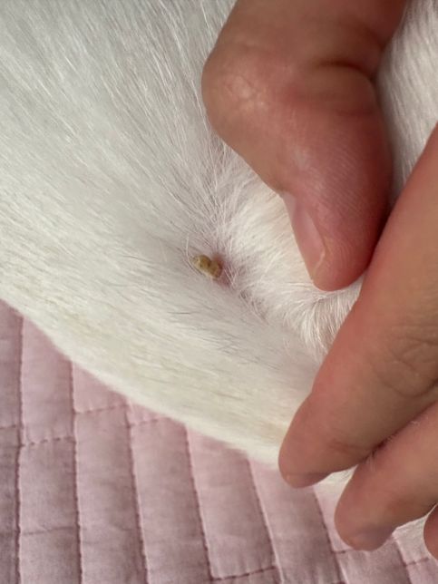 강아지 몸에 딱지?ㅜ 이거 뭔가요??의 0번 째 이미지