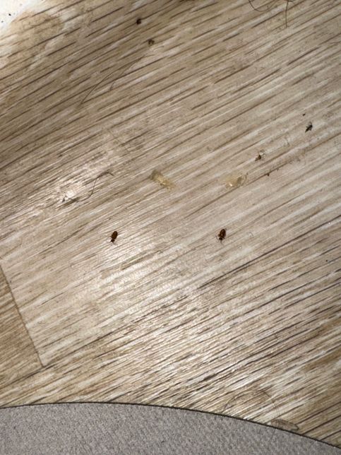 이 벌레가 요즘 좀 죽어있던데 무슨 벌레죠?의 0번 째 이미지