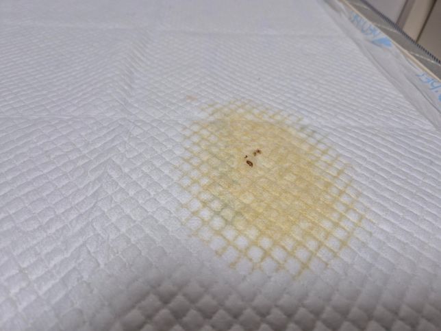 암컷강아지 중성화이후 오줌에서 갈색이물질발견의 1번 째 이미지