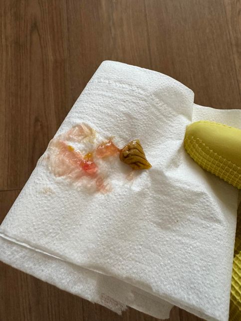 강아지 변이 이상해요 봐주시면 감사하겠습니다의 0번 째 이미지