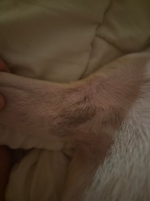 강아지가 검은 게 있어요. 검은 거 뭔가요?의 1번 째 이미지