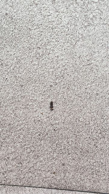 이 벌레가 무슨벌레인가요? 날개도 있는 것 같은데 자꾸 날개를 바닥에 떼고가요의 0번 째 이미지