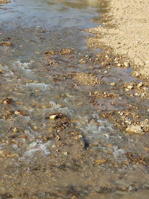 수달은 큰 물고기를 사냥해도 왜 지나치게 큰 새를 사냥하지 않아요?의 1번 째 이미지