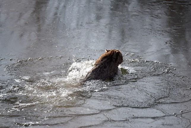 삵은 겨울에 차가운 얼음물에 들어가도 추워서 얼어죽지 않을까요?의 2번 째 이미지