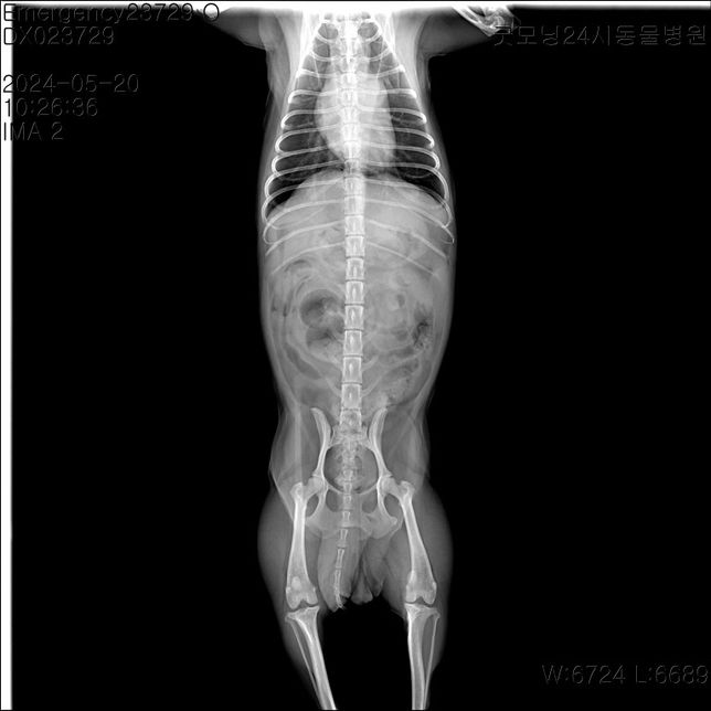 강아지 엑스레이 한 번만 더 봐주세요 부탁드립니다의 1번 째 이미지