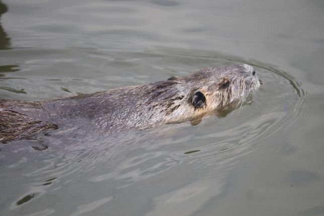 수달이 정말 뉴트리아를 제압해서 사냥할 수 있을까요?의 1번 째 이미지