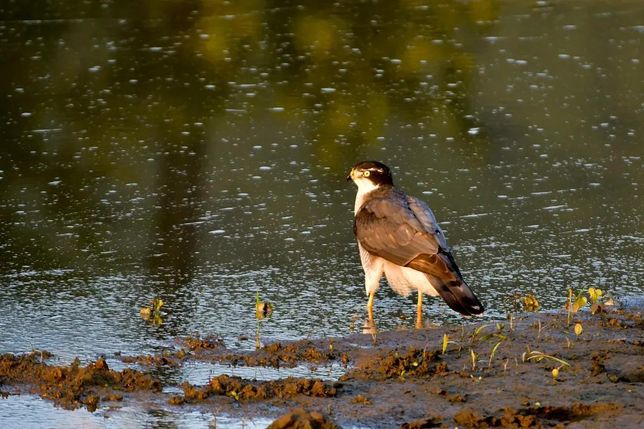 수달이 물가에서 맹금류와 마주친다면 영역이나 물에 대한 싸움이 일어날까요?의 1번 째 이미지