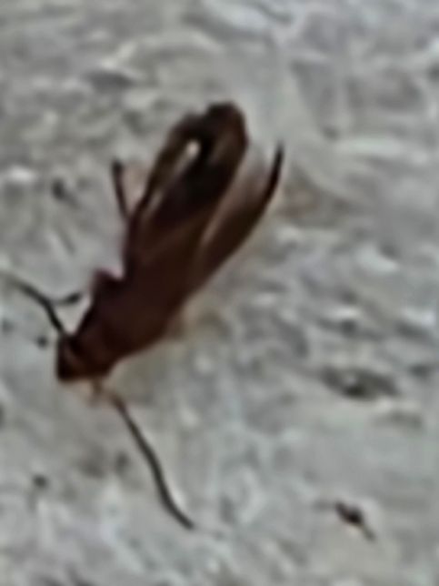 무슨벌레인가요? 오늘 집에서 갑자기 나와서의 0번 째 이미지