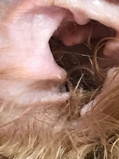 강아지 귀청소 솜으로 하다가 아이가 깽 거리며 비명 지르는 증상의 1번 째 이미지