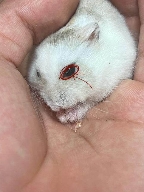 햄스터 눈에 뭔가가 들어갔는데 어떻게하죠?의 0번 째 이미지