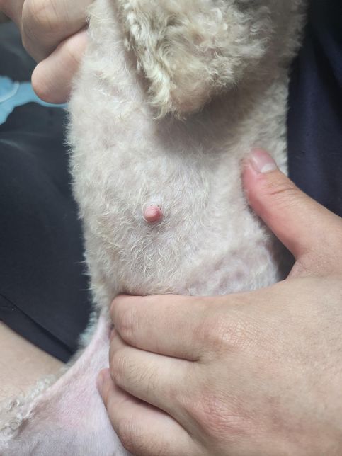 암컷강아지 질문??????????의 1번 째 이미지