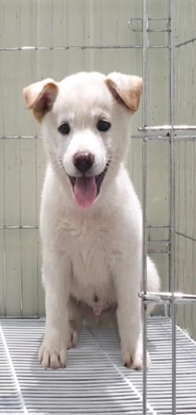 유기견 보호소에서 강아지 입양하려고 하는데 품종이 뭔지 알려주세요의 0번 째 이미지