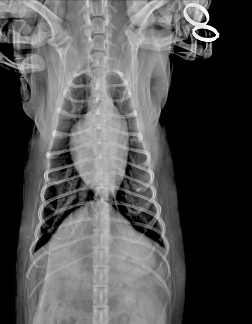 강아지 엑스레이 흉골 휘었다는데요 ..의 0번 째 이미지