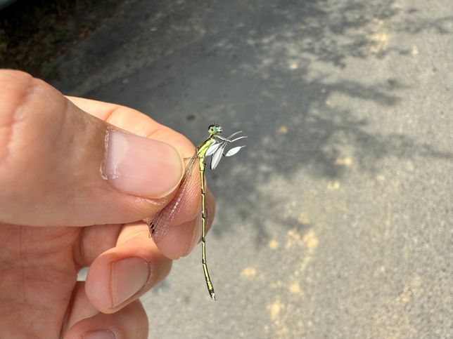 실잠자리 중에 다리에 꽆잎처럼 있는게 뭐죠?의 0번 째 이미지