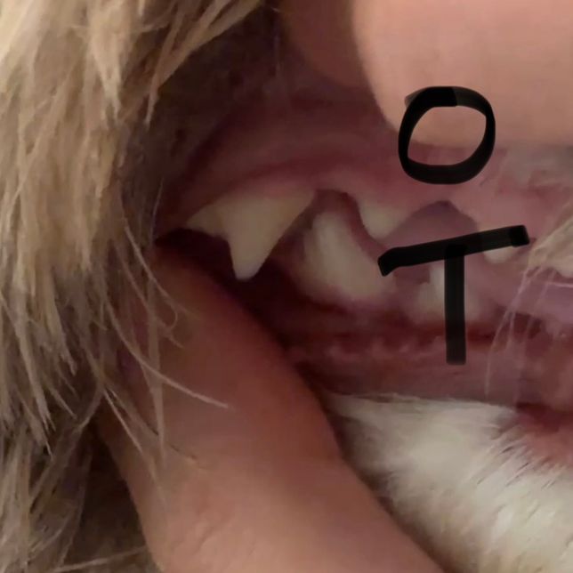 강아지 이빨 깨짐, 병원 방문해야 하는 상태인가요?의 1번 째 이미지