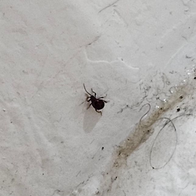 갑자기 어디서 나타났는지 이건 무슨 벌레인가요?의 1번 째 이미지