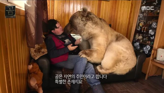 안녕하세요 러시아에서 기르는 애완 불곰이라는데..의 0번 째 이미지