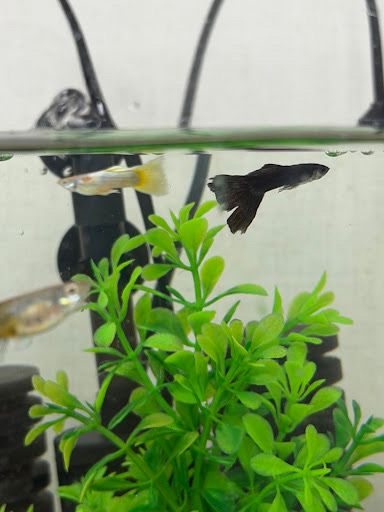 구피 배마름병인가요?사진있어요.의 0번 째 이미지