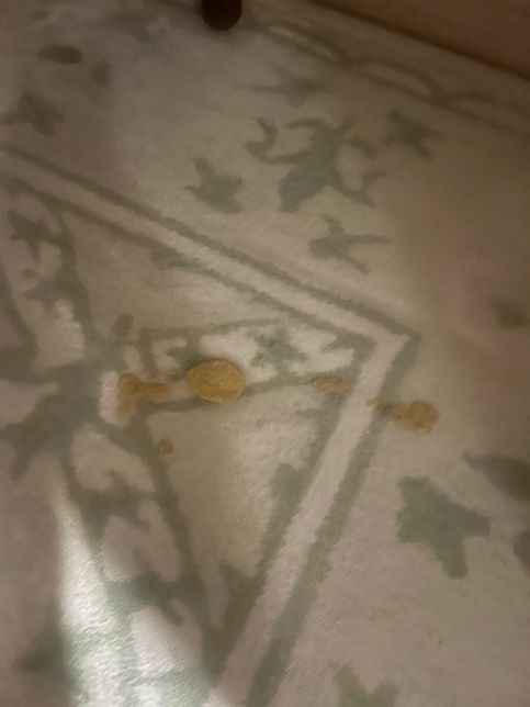 고양이가 새벽에 토했어요ㅠㅠㅠㅠㅠ의 1번 째 이미지