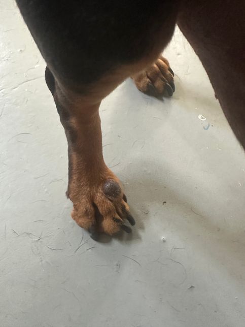 강아지 발등에 검은색 혹, 종양 같은게 있습니다.의 2번 째 이미지