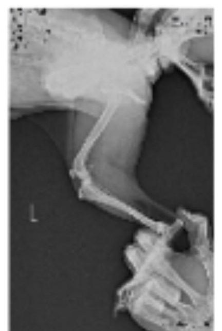 강아지 엑스레이 슬개골 탈구랑 십자인대 봐주세요ㅠㅠ의 2번 째 이미지