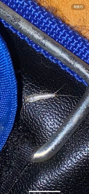 이 벌레는 어떤 벌레고 어떻게 없앨 수 있나요?의 0번 째 이미지