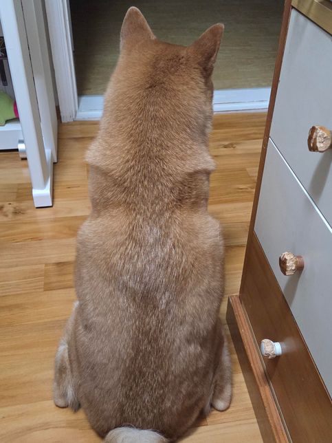 강아지가 계속 가만히 앉아있는데 왜일까요?의 0번 째 이미지