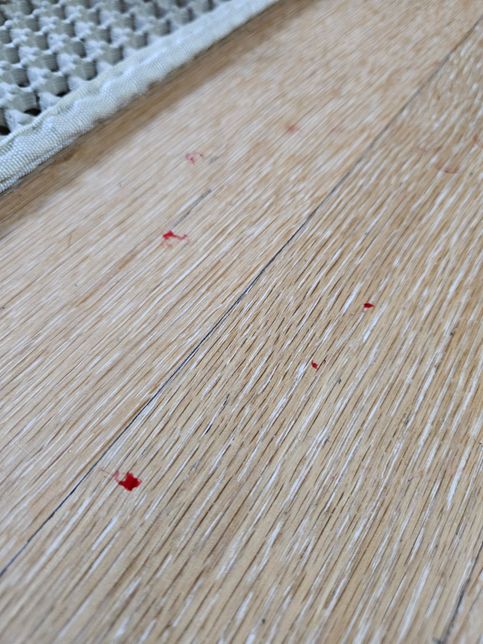 고양이가 피를 흘렸는데, 상처부위를 잘 모르겠어요. 괜찮을까요?의 0번 째 이미지