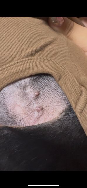 강아지 수술자국에 여드름같은게 있어요..의 0번 째 이미지