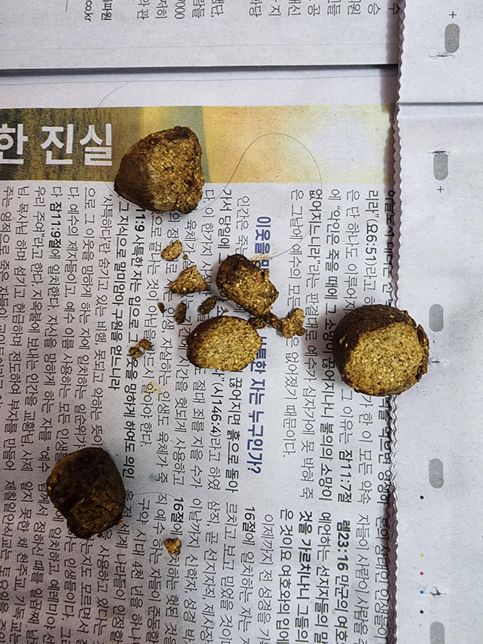 강아지똥에 알갱이들이 많은데 문제가 있을까요?의 0번 째 이미지