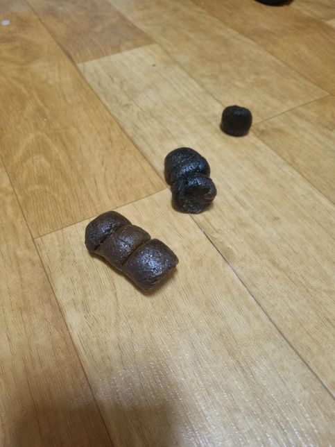 강아지가 흑변을 눴는데 괜찮을까요?의 0번 째 이미지