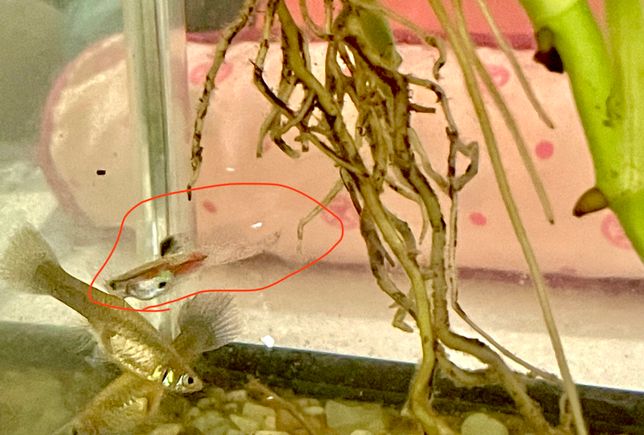 물고기 구피 키우는데 몸색깔이 형광색인데 종류?가 뭔가요??의 0번 째 이미지