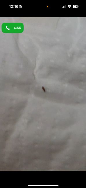 집에서 나왔어요. 무슨벌레 인가요?의 1번 째 이미지