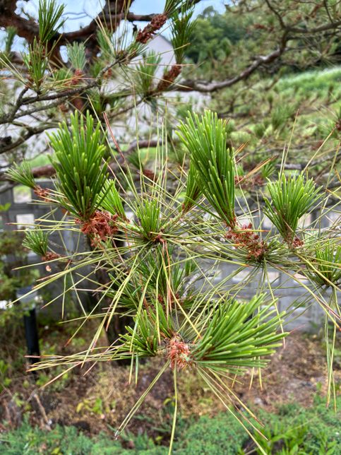 갈색 솔잎 소나무 어떻게 푸르게 하죠?의 0번 째 이미지